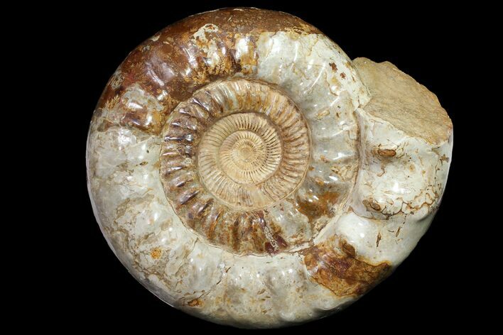 Huge, Jurassic Ammonite Fossil - Madagascar #118435
